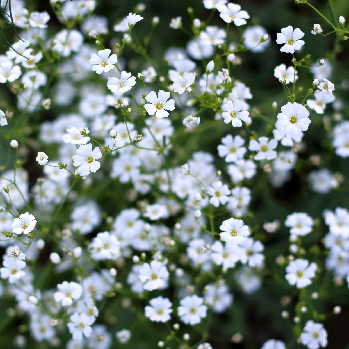 A shot of a field densely planted with delicate white annual baby's breath flowers.