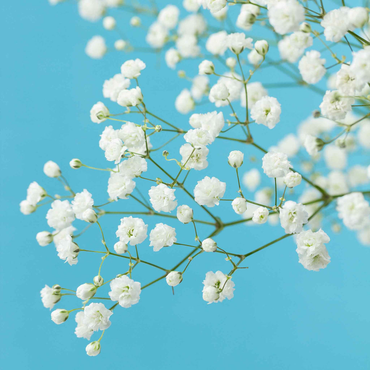 A close-up view of delicate white Baby's Breath snowflake flowers against a soft, blue background.
