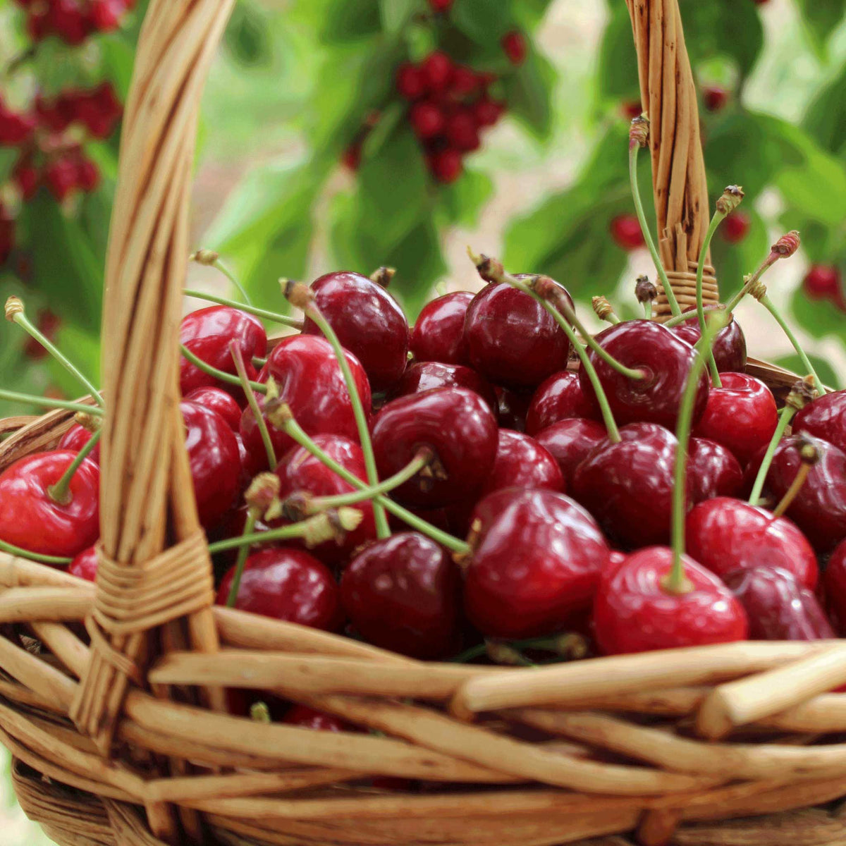 A wicker basket filled with glossy red cherries from bing cherry tree with green leaves and more cherries blurred in the background.