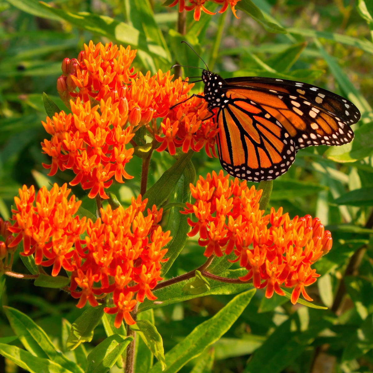 A close-up of vibrant orange butterfly milkweed flower cluster with green foliage in the background.