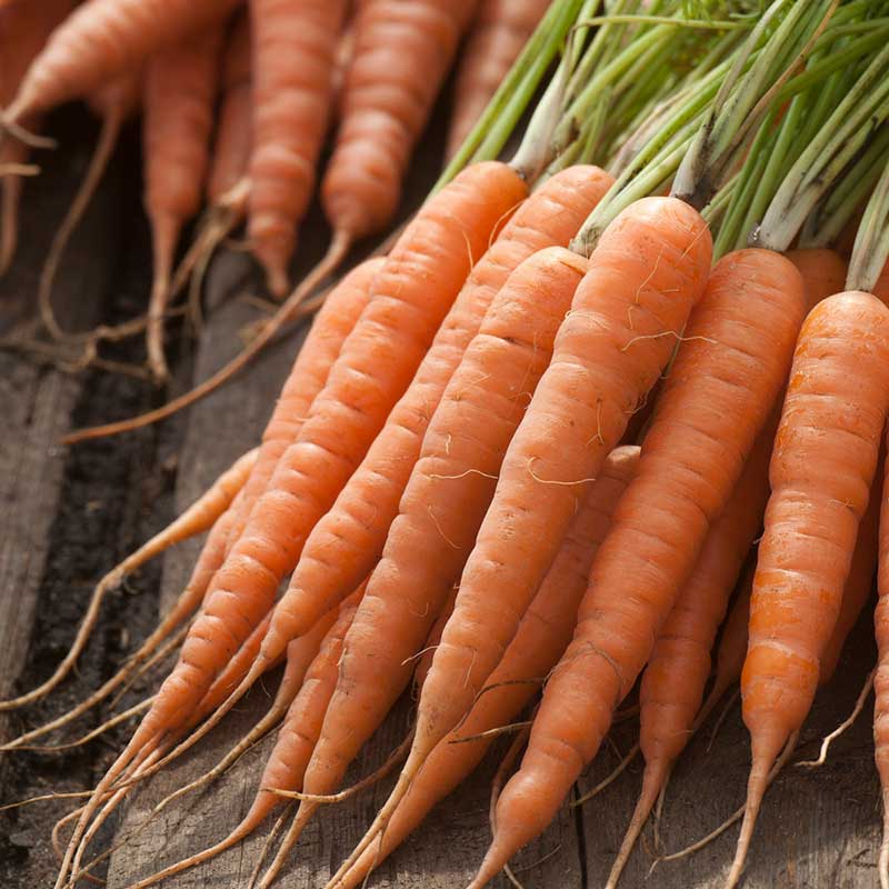 A bunch of red cored Chantenay carrots with green tops are arranged on a dark background. | copyright: Floramedia UK Ltd