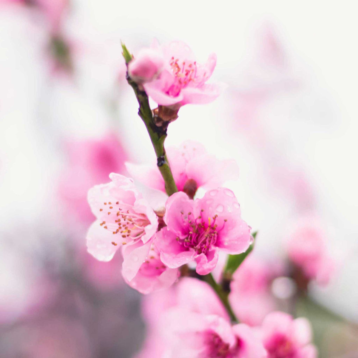 Close-up of pink blossoms from contender peach tree with a blurred background