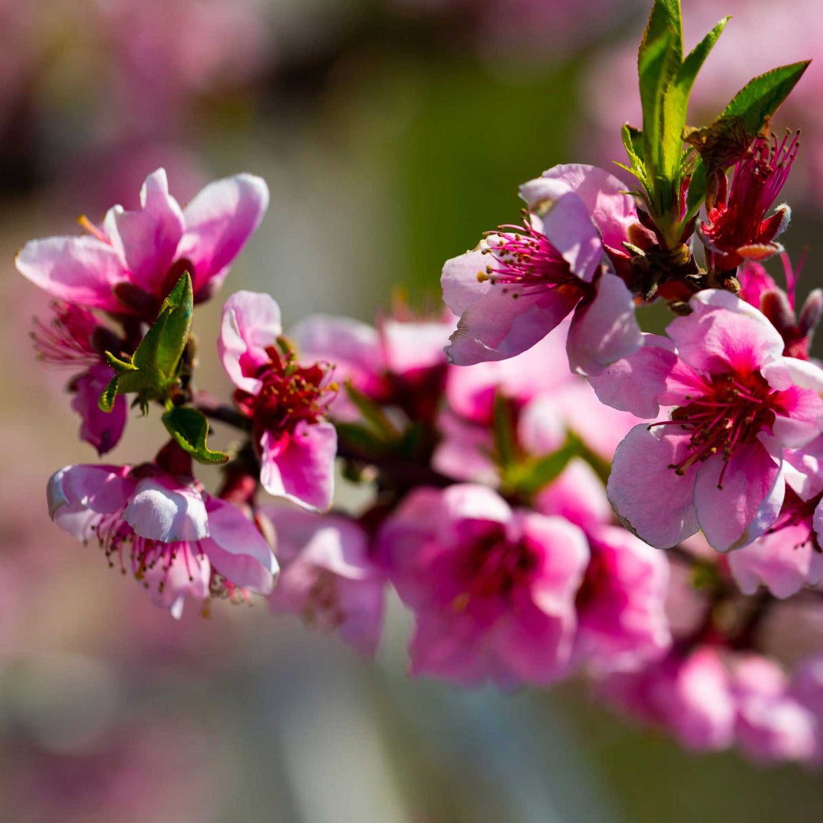 Close up of the elberta peach tree pink flowers