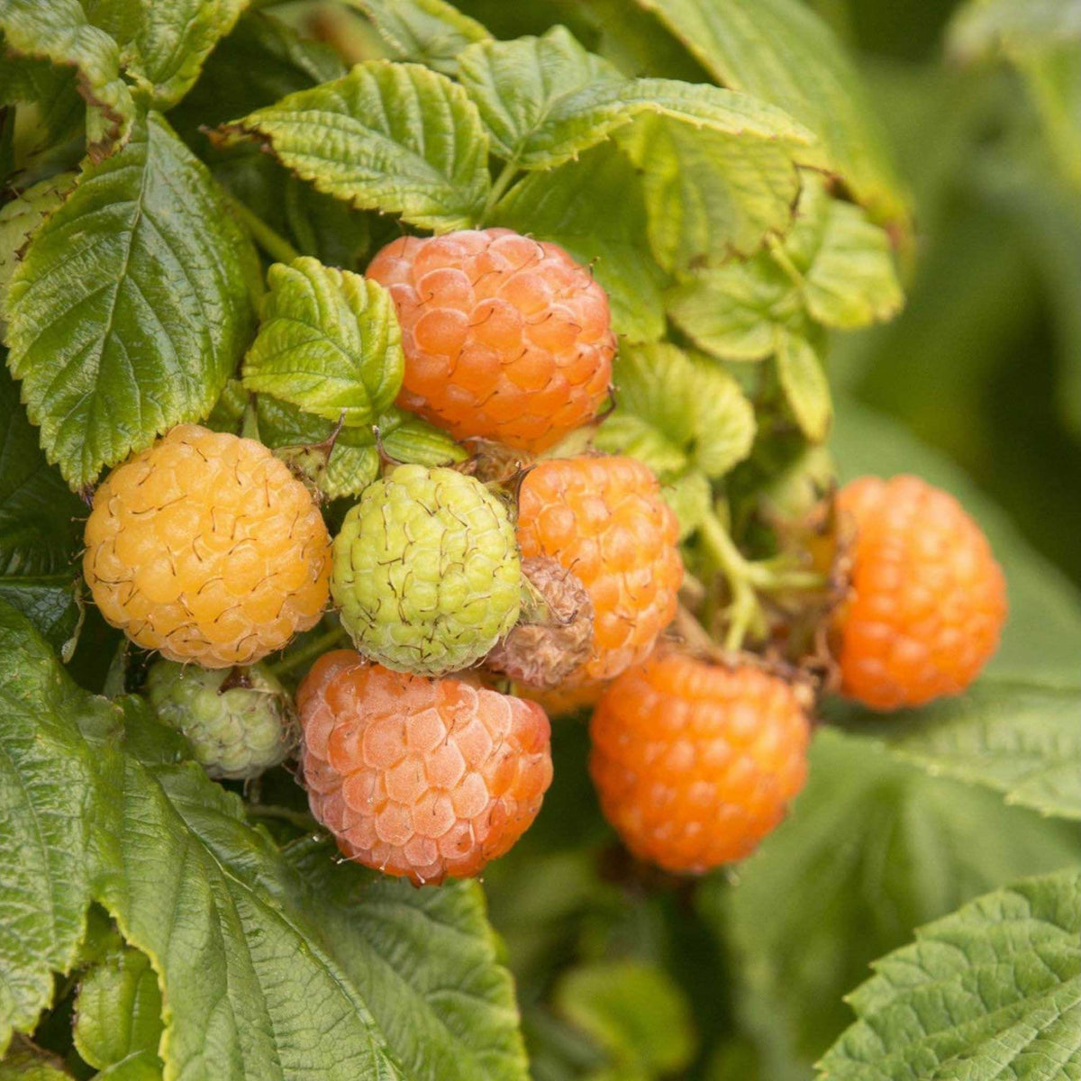A close-up of ripe and unripe raspberries growing on a fall gold raspberry bush, surrounded by green leaves.