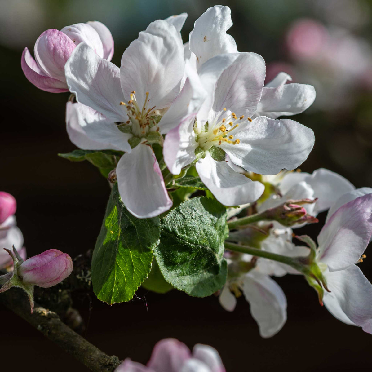 Close-up of white fuji apple blossoms with pink buds and green leaves on a tree branch against a dark blurred background.