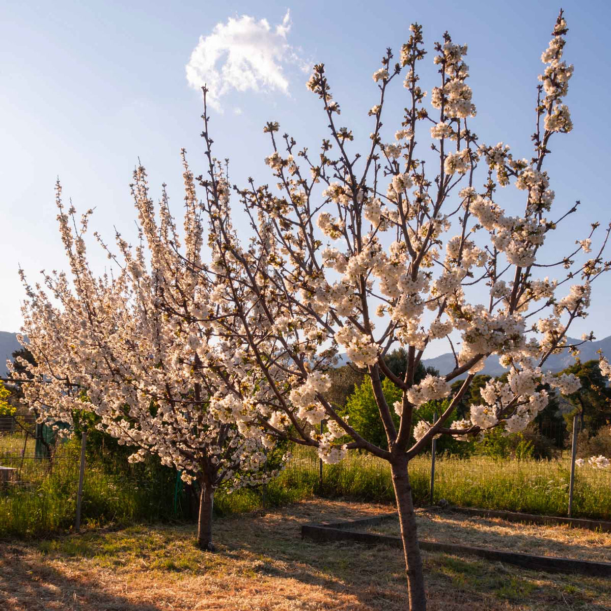 Blossoming flowering lapins cherry trees with white blossoms in a sunny outdoor orchard or field under a blue sky with a small cloud.
