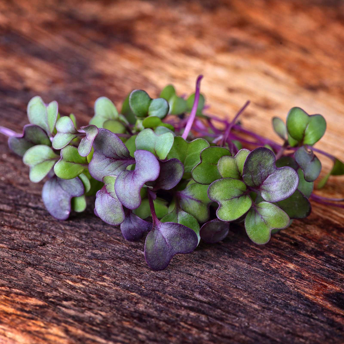 Close up of the purplish green leaves of the pakchoi arax microgreen.