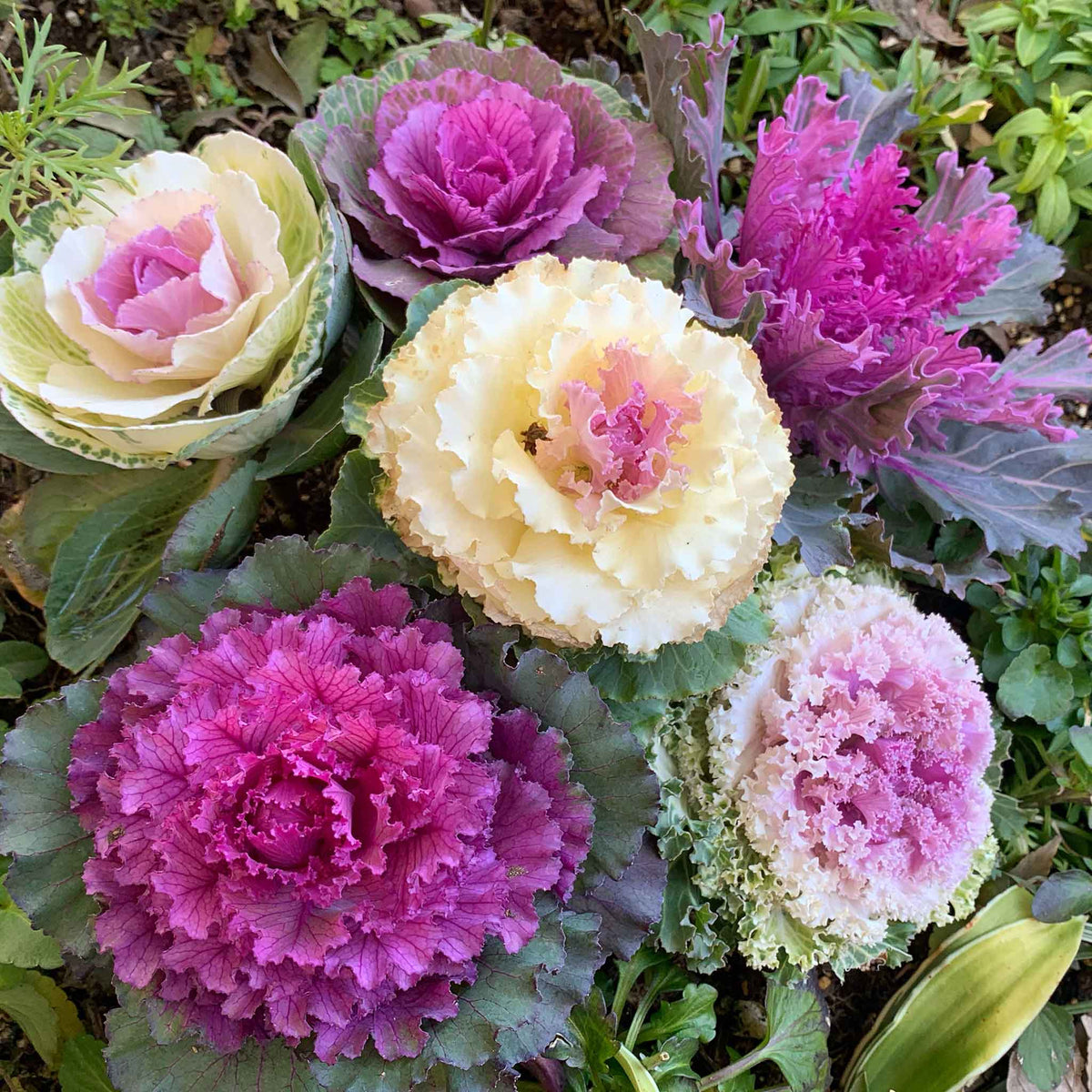 Ornamental kale mix white-green ruffled leaves with a prominent white center viewed from above.