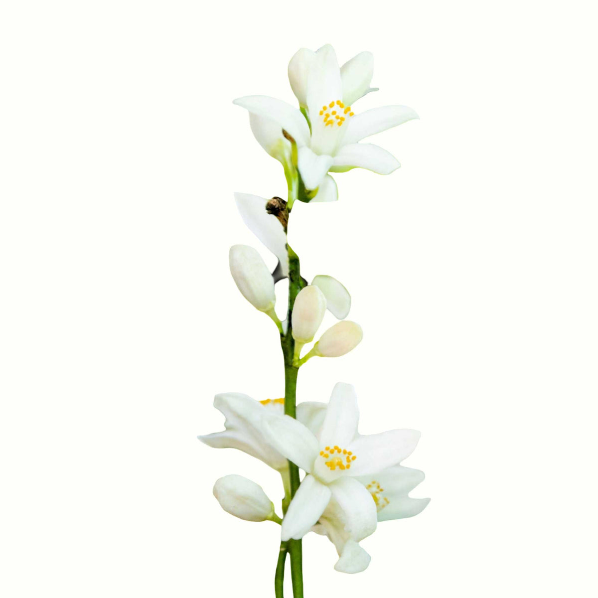 A potted young owari satsuma tree with white flowers isolated on a white background.