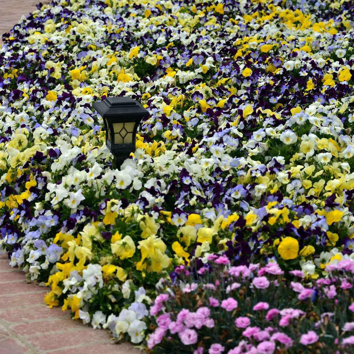Pansy cool wave mix cluster of purple, yellow and white blooms in a sunny garden.