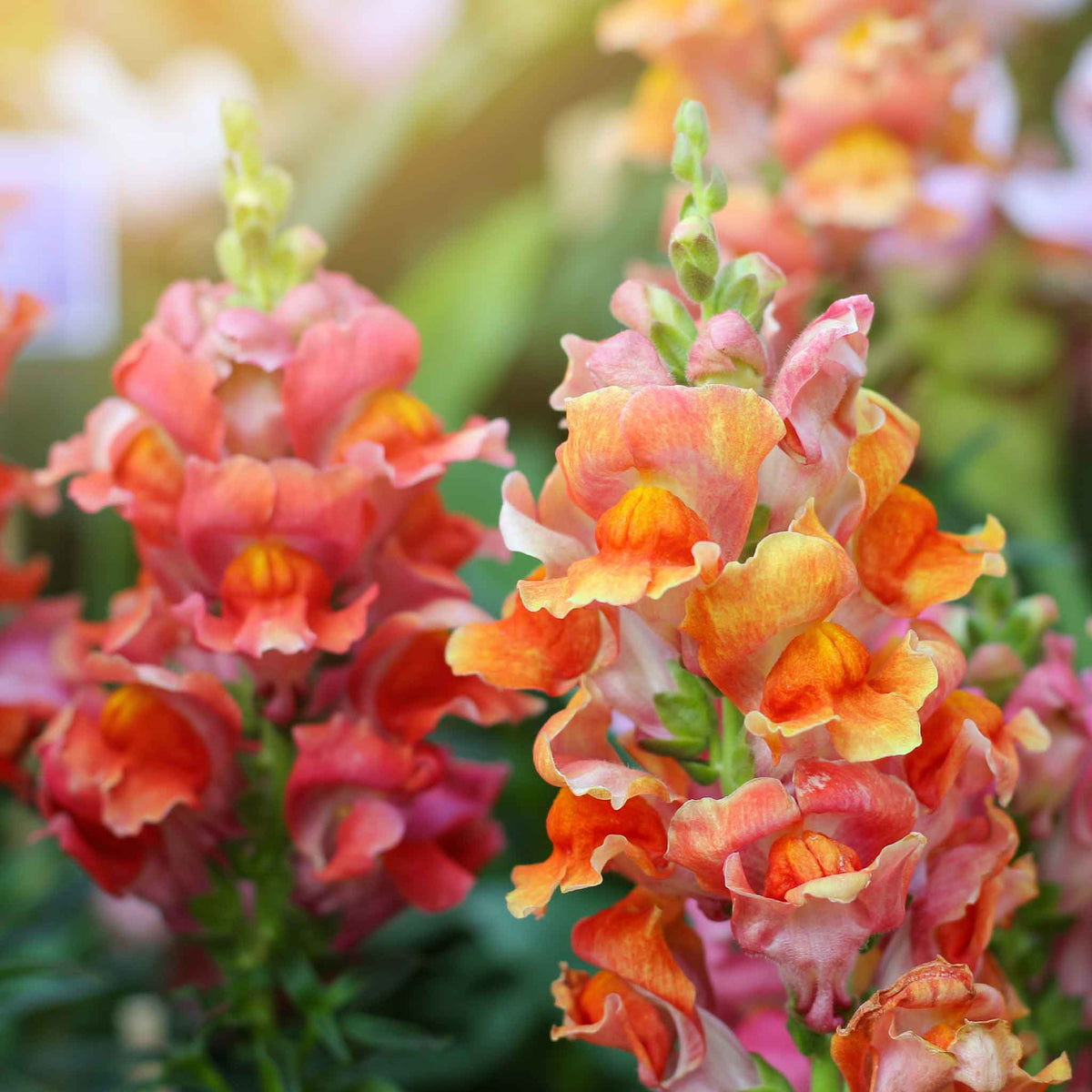 A close-up of vibrant rocket bronze snapdragon flowers with yellow and red accents, against a soft green background.