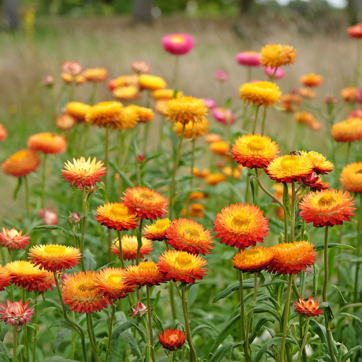Field of king size orange strawflowers with a blurred green background