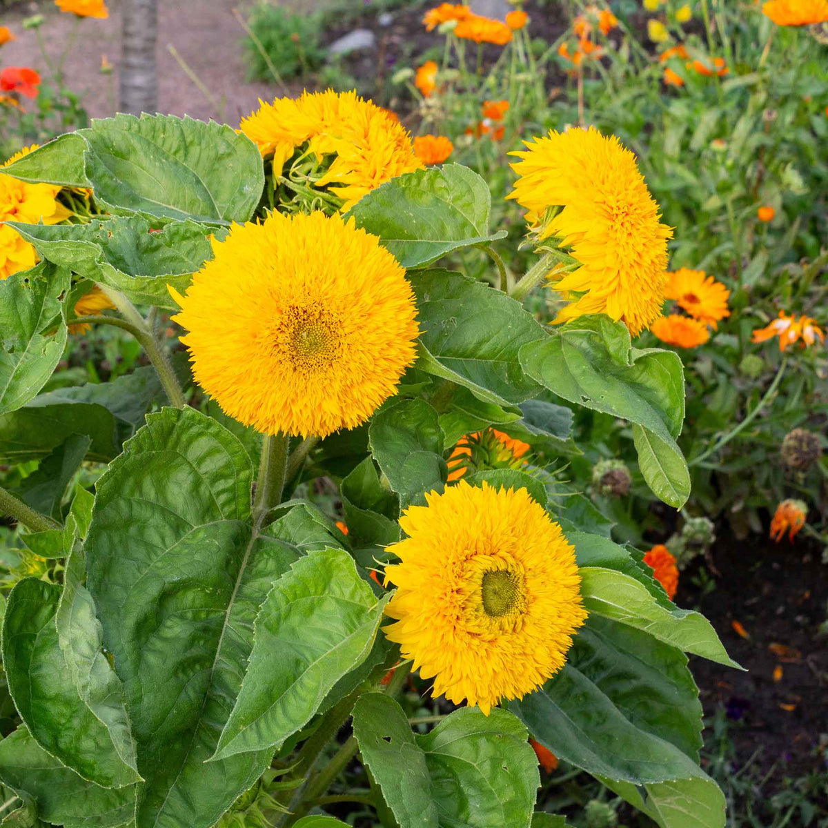 Vibrant fluffy yellow-orange tall teddy bear double sunflower on a green garden backdrop