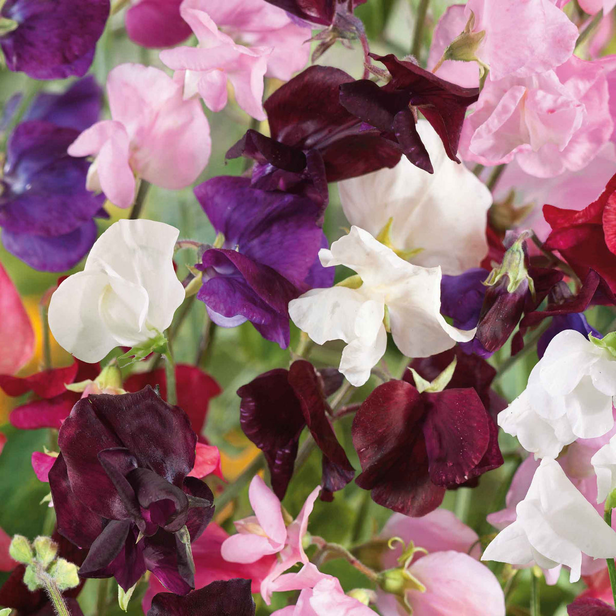 Sweet pea old spice mix pink, purple and white flowers with a green foliage background