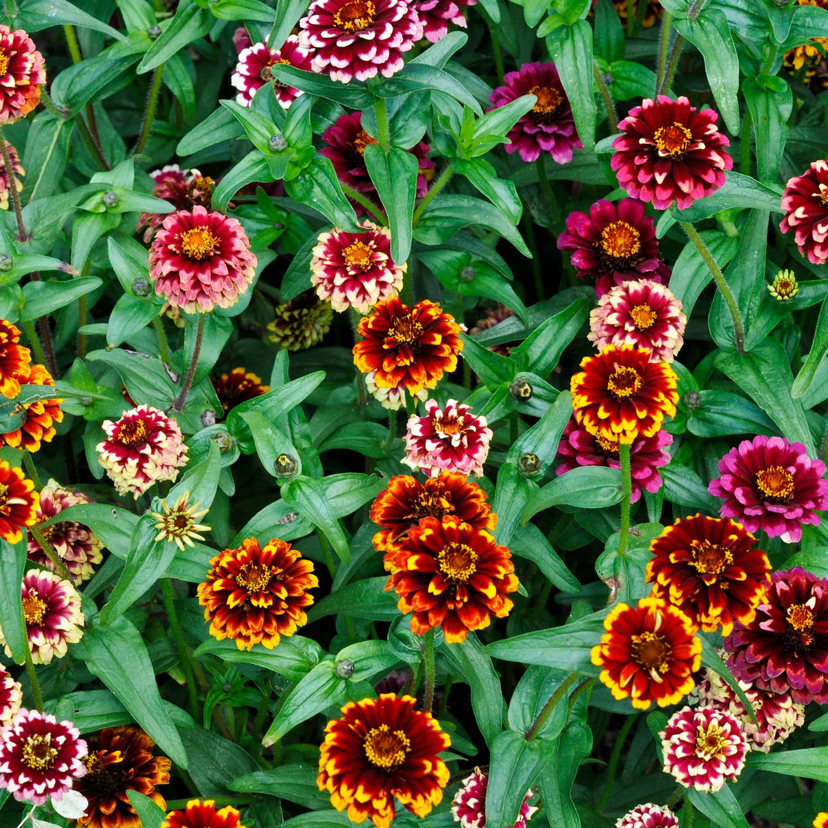 Colorful zinnia aztec sunset flowers with green leaves on a blurred background