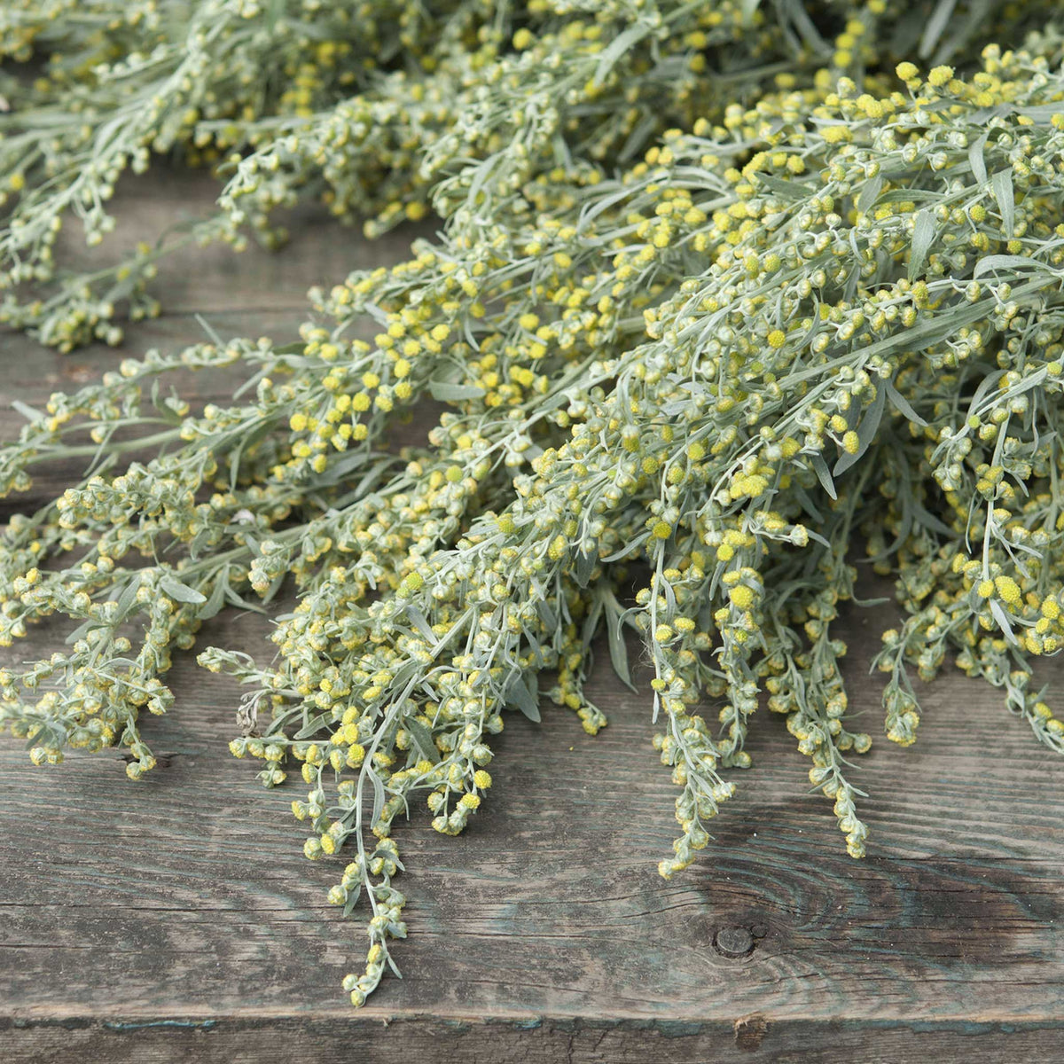 Stems of absinthe wormwood laying on a wood table, showing their texture and size.