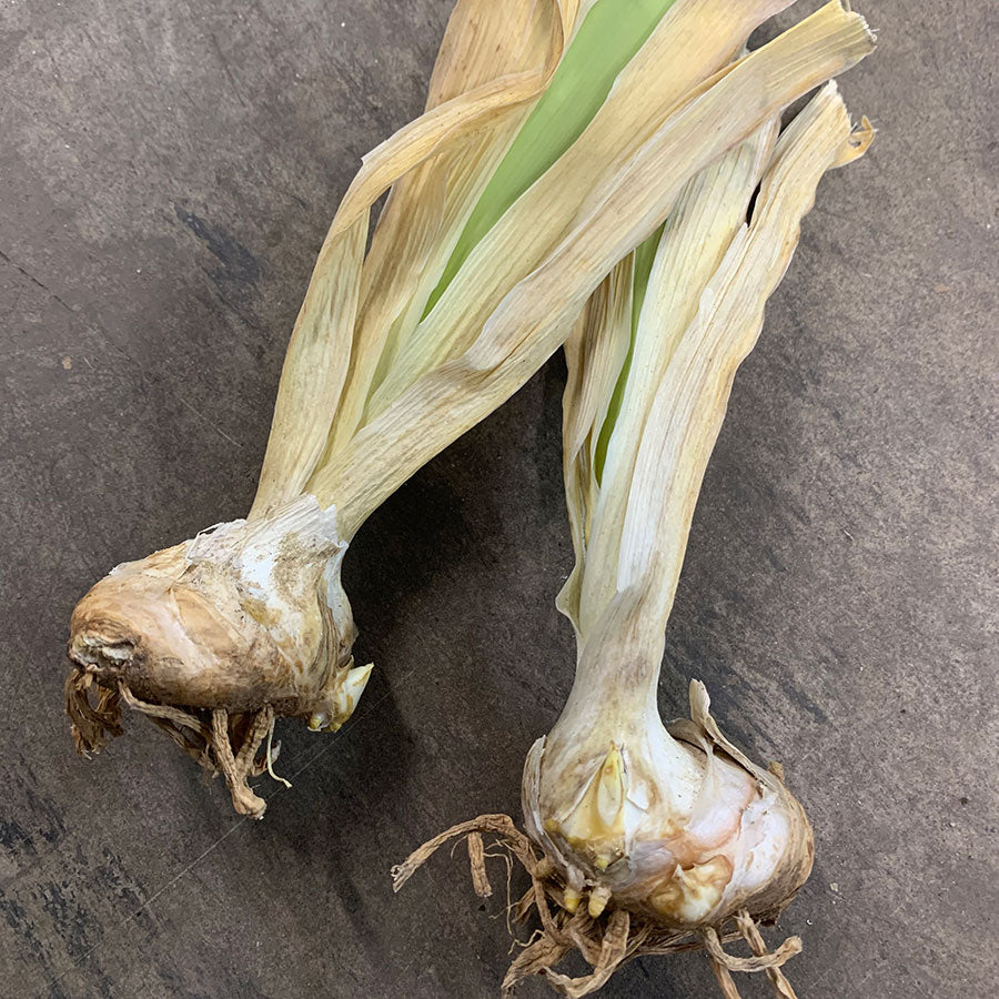 A pair of bearded iris bulbs with leafy stalks and a bulbous body.