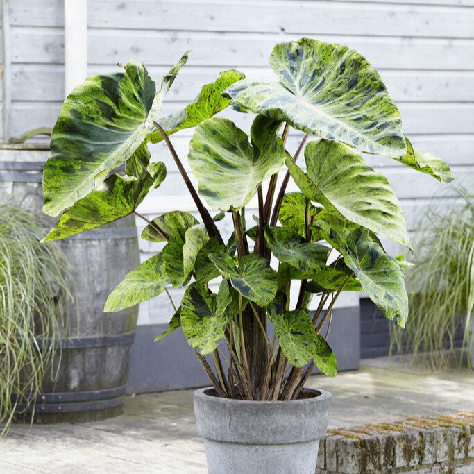 A potted Mojito Elephant Ear with prominent green leaves and red stems in a garden setting.