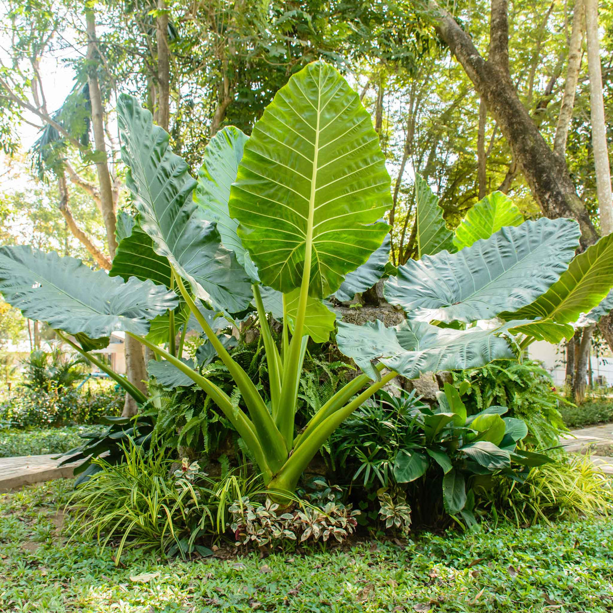 A large Upright elephant ear plant with broad, green leaves stands prominently, filling the frame.