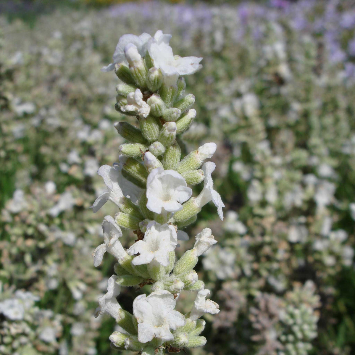 A close-up view of Ellagance Snow lavender flowers with green stems against a blurred background.