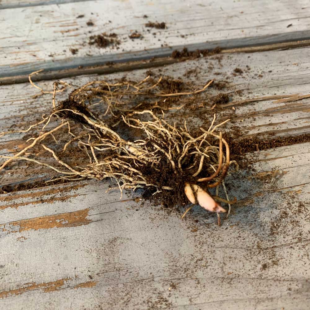 Lily of the valley roots with brown fibrous texture on a rustic wooden surface.