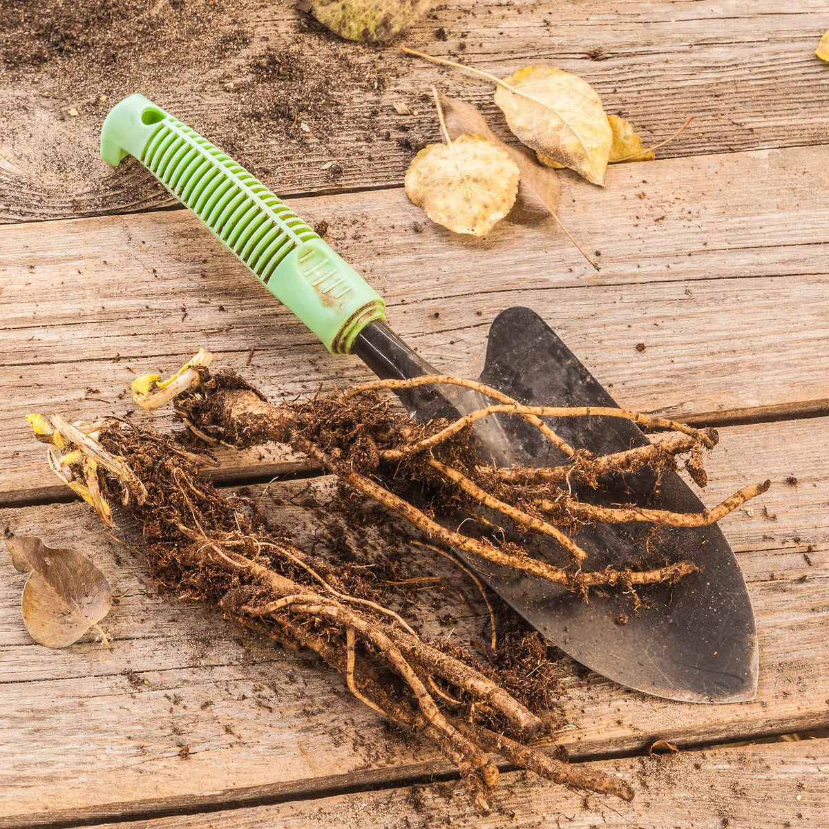 Papaver roots with dark brown fibrous texture on a rustic wooden surface.