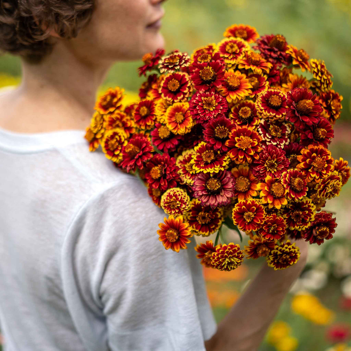 Zinnia aztec mix flowers in warm red and orange tones on a natural garden backdrop
