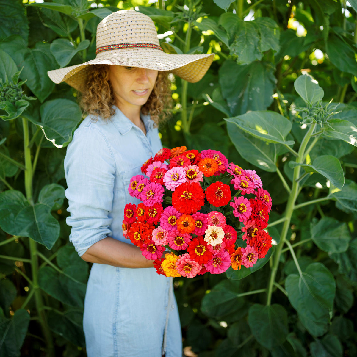Dwarf pepito mix zinnia flowers in vibrant colors on a natural green garden backdrop