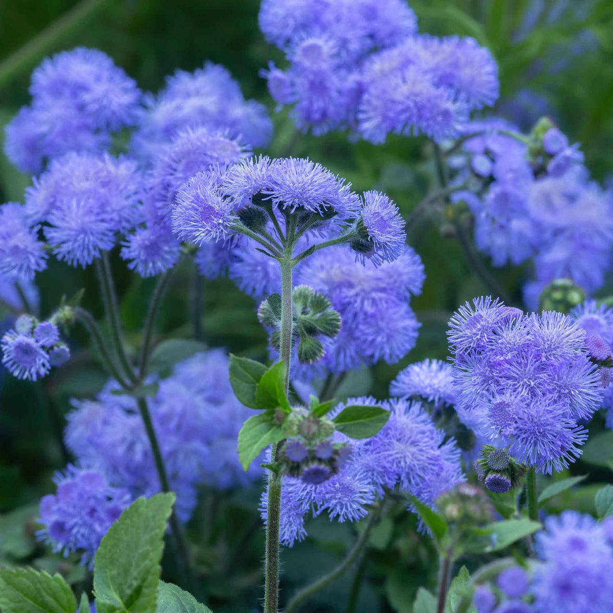 ageratum
