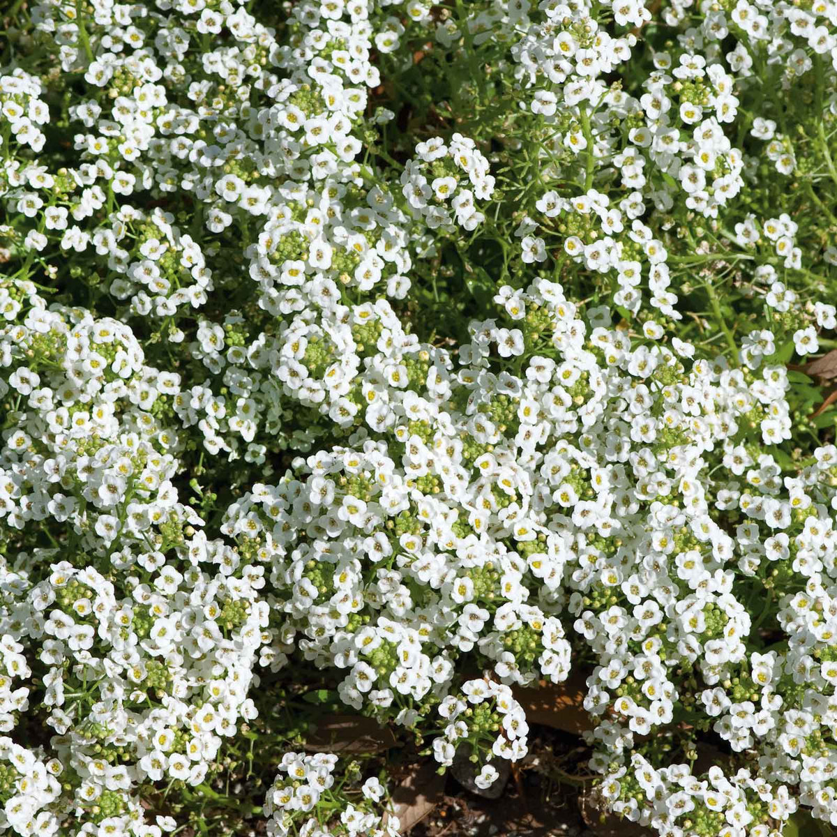 alyssum flowers