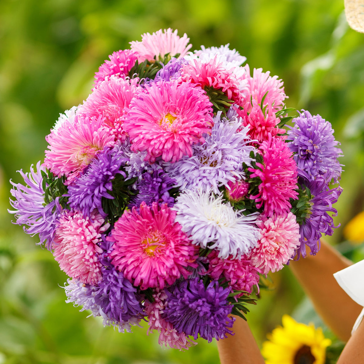 heirloom aster seeds