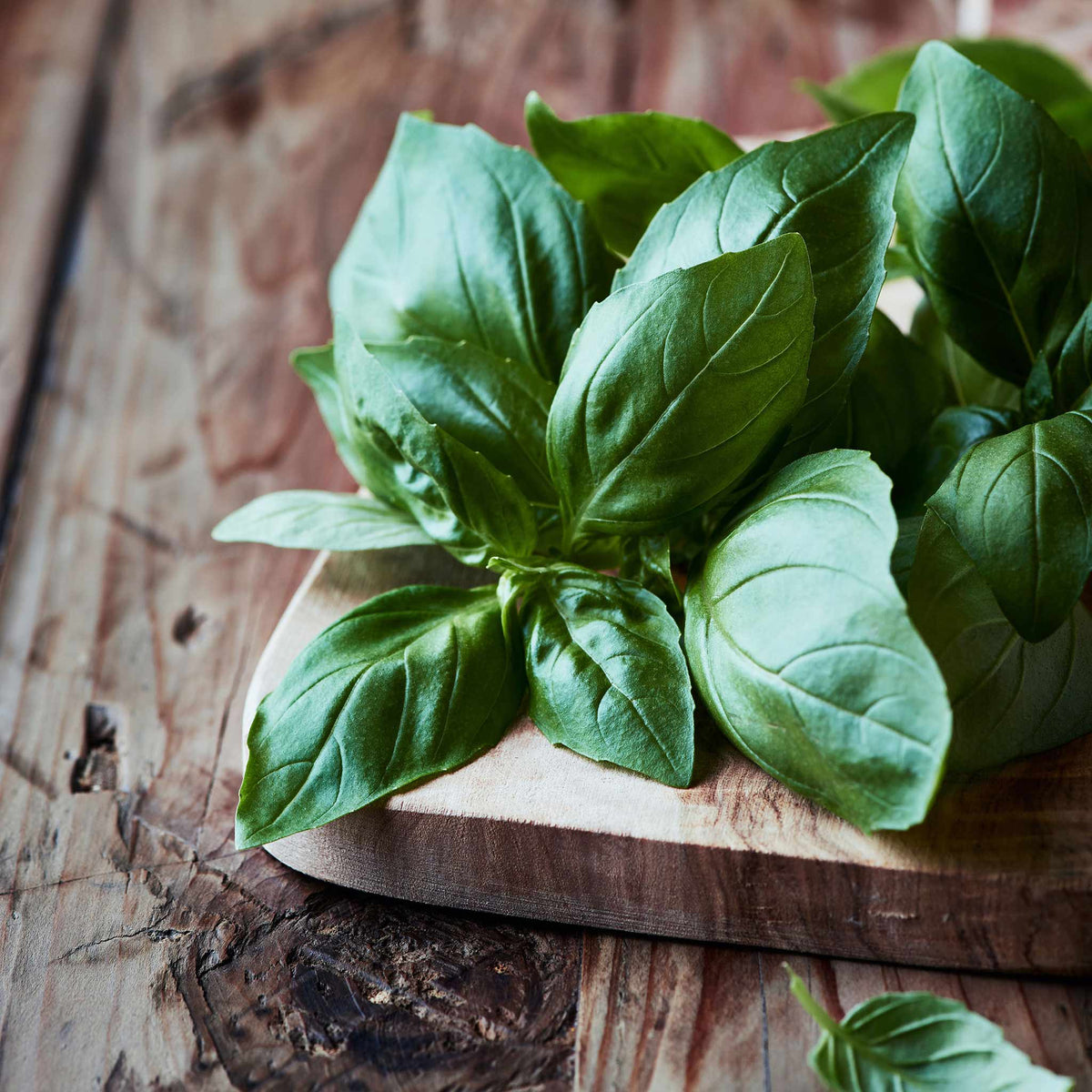 heirloom basil seeds