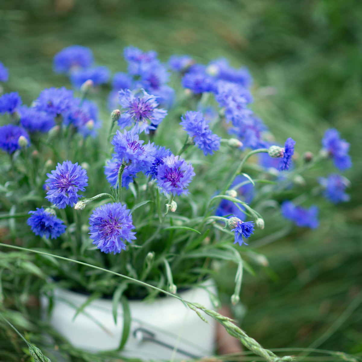 blue flowers