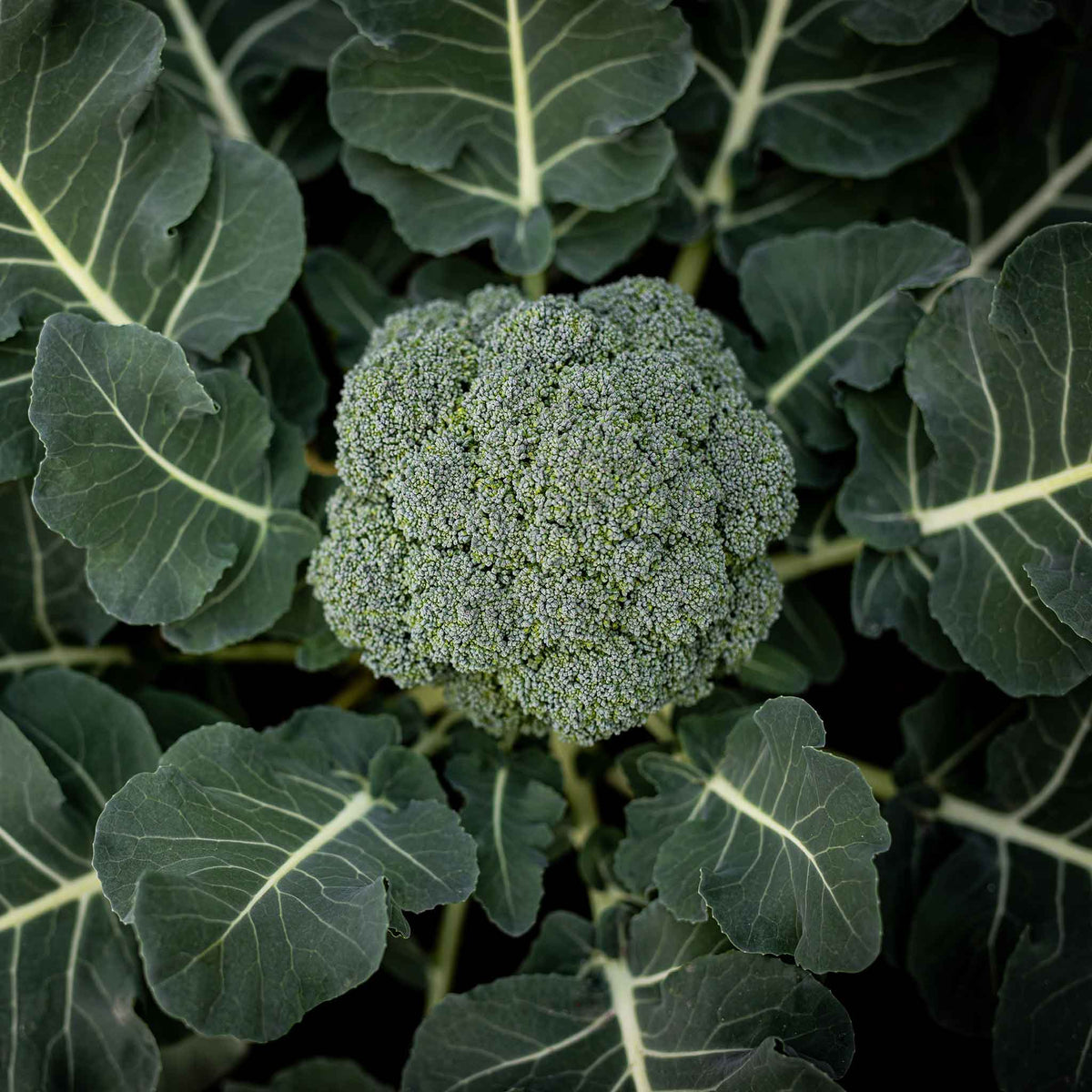 broccoli seeds