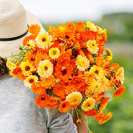 heirloom calendula seeds
