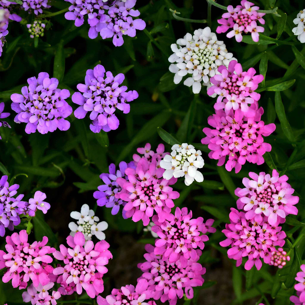 heirloom candytuft seeds