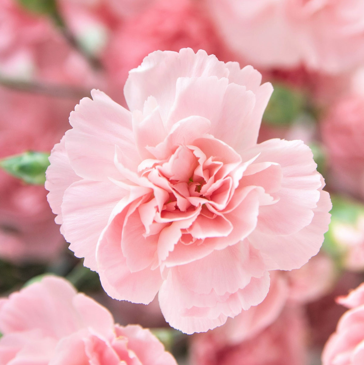 heirloom carnation seeds