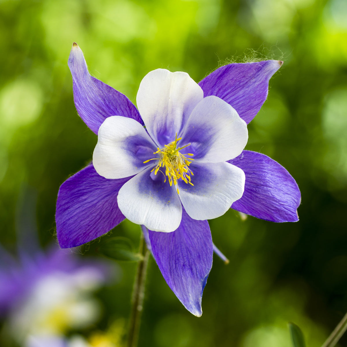 heirloom columbine seeds
