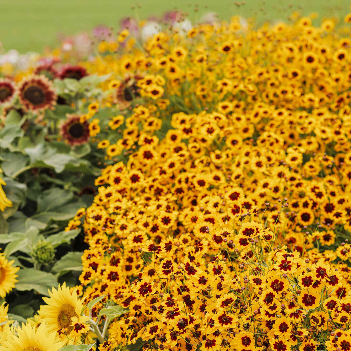 heirloom coreopsis seeds