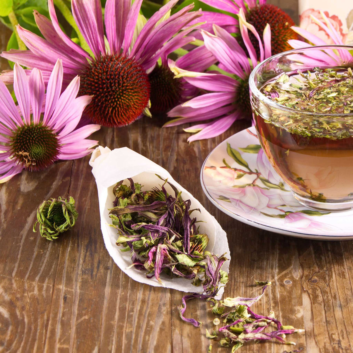 echinacea seeds