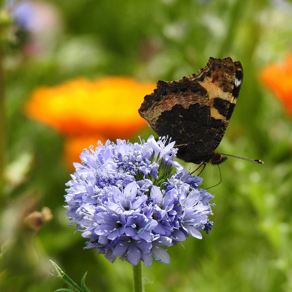 gilia seed