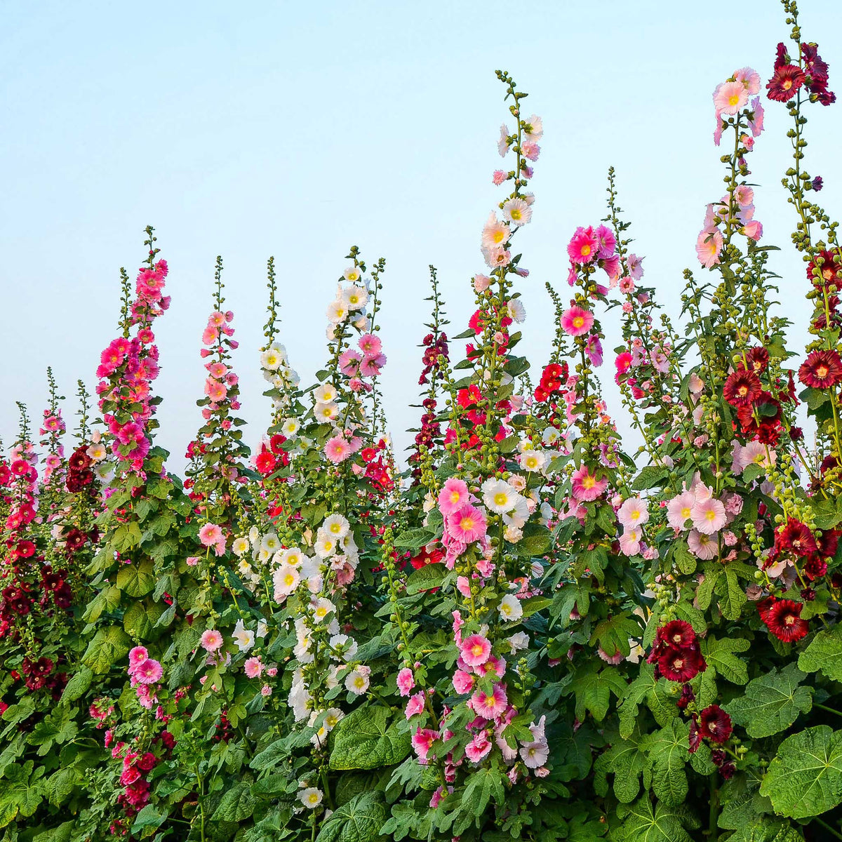 heirloom hollyhock seeds