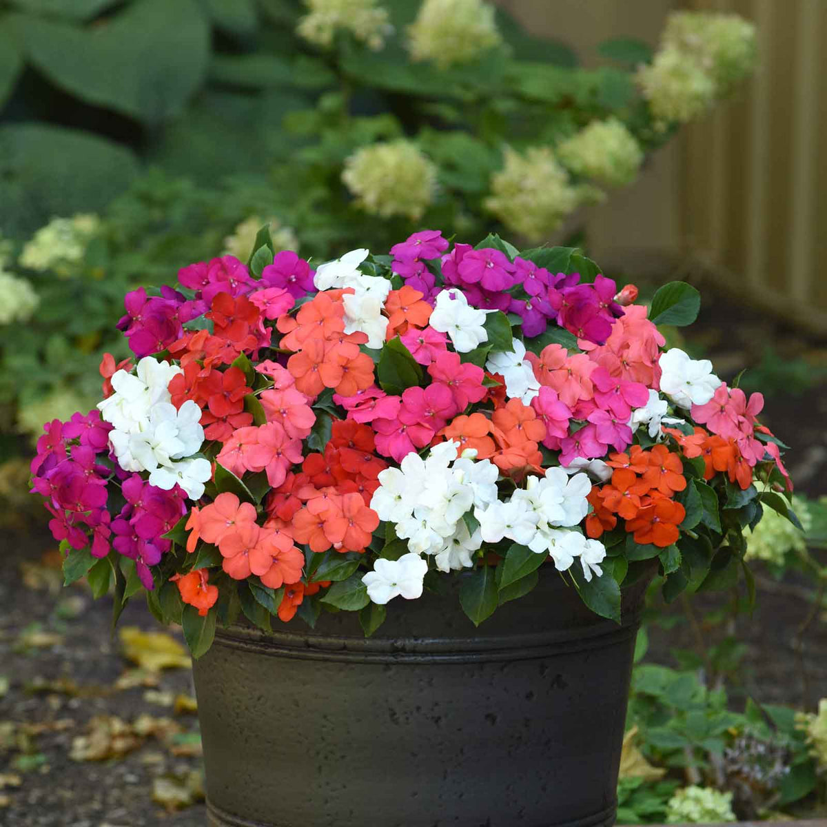 impatiens seeds