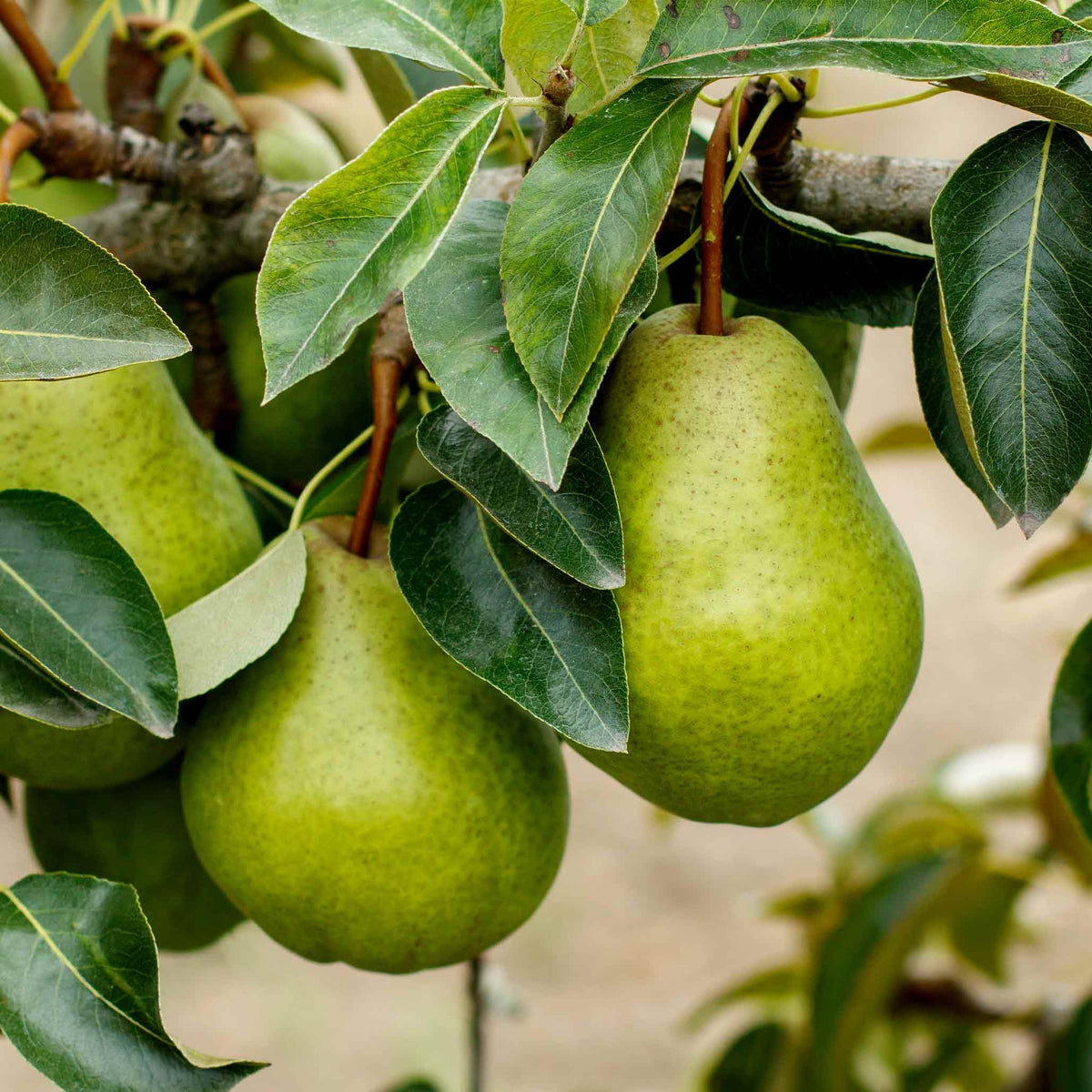 Pear Trees