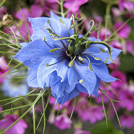 love in a mist seed