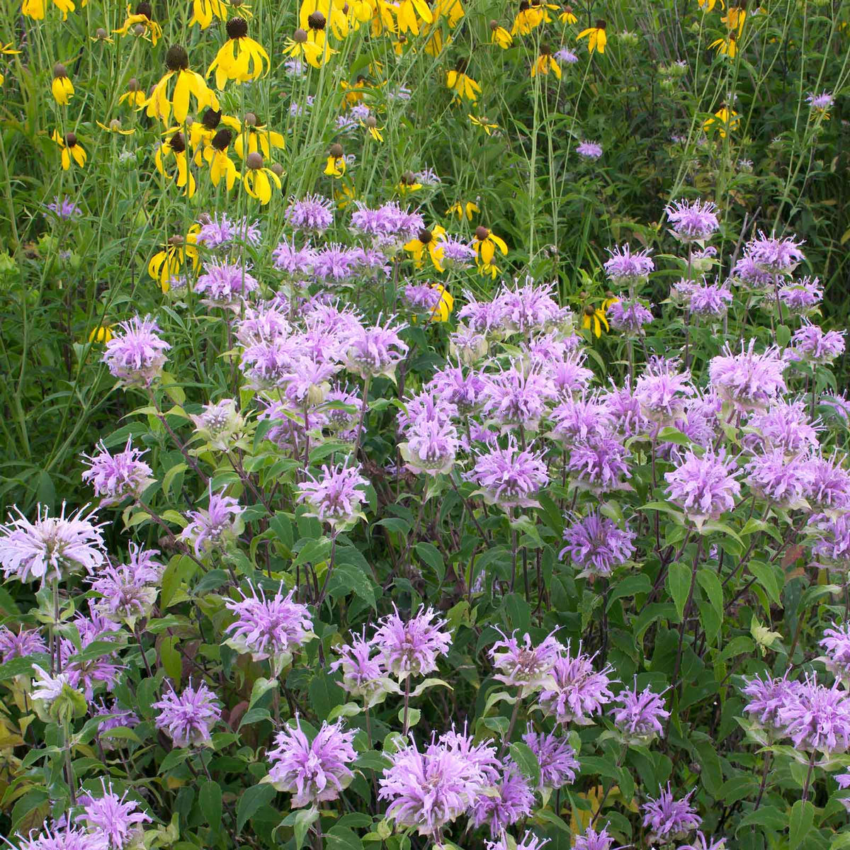 monarda seed