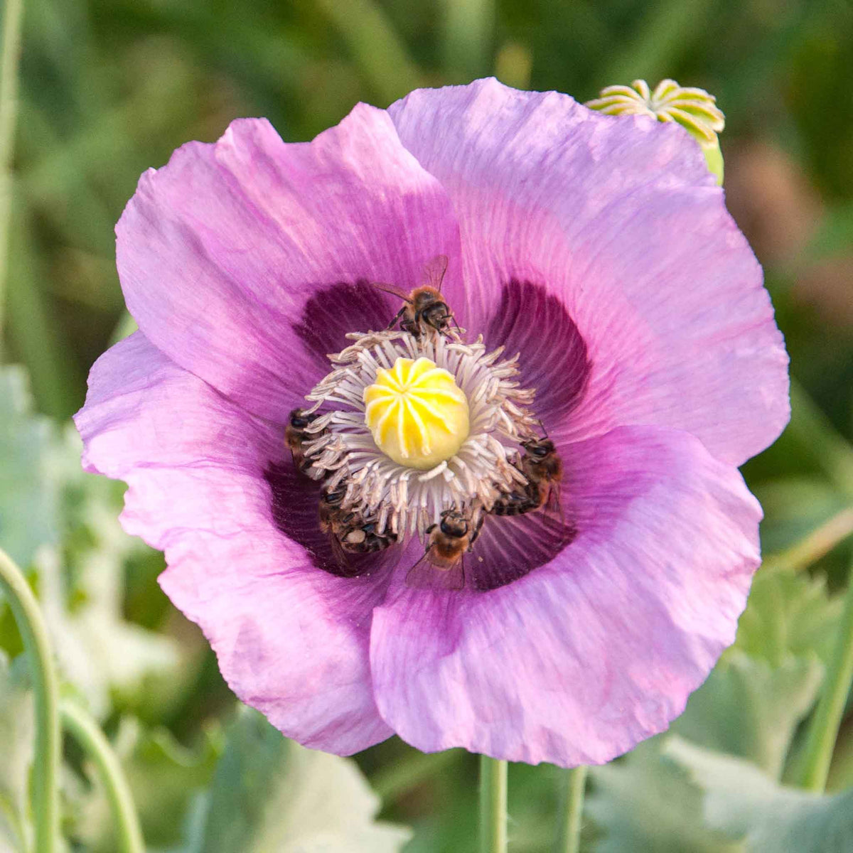 heirloom poppy seeds