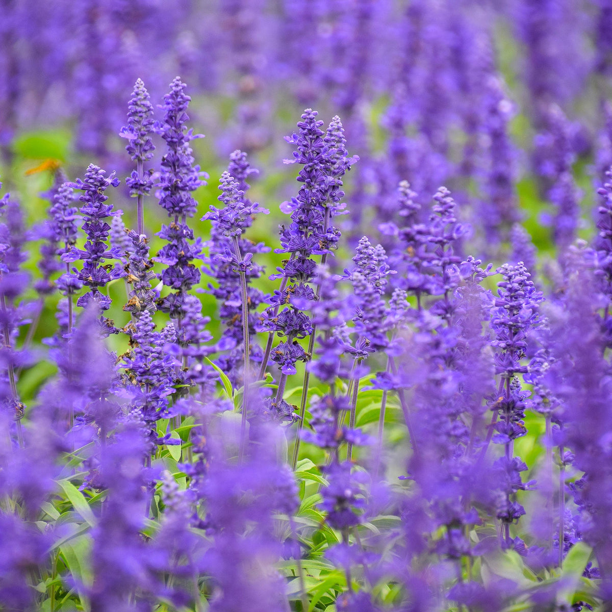 heirloom salvia seeds