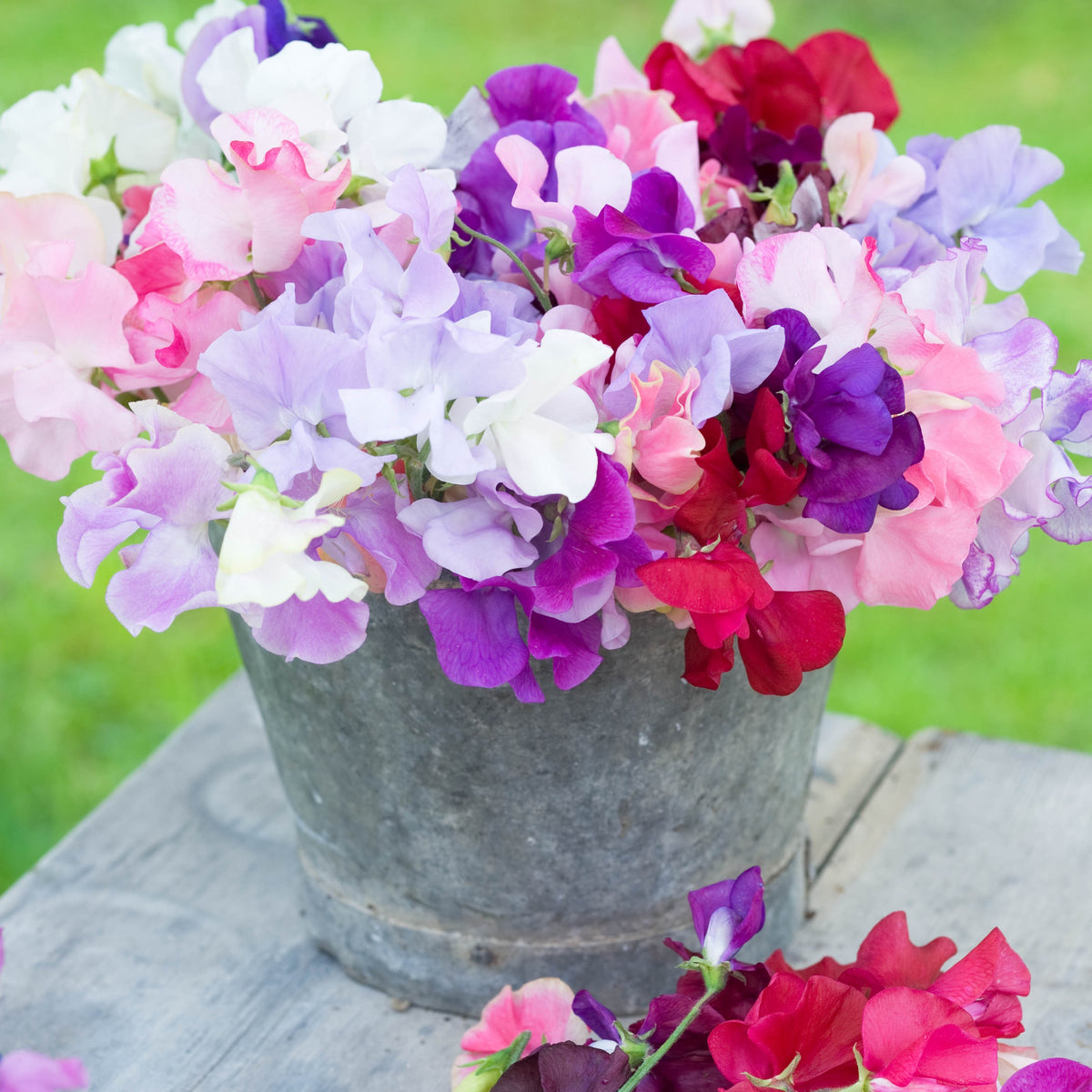 heirloom sweet pea seeds