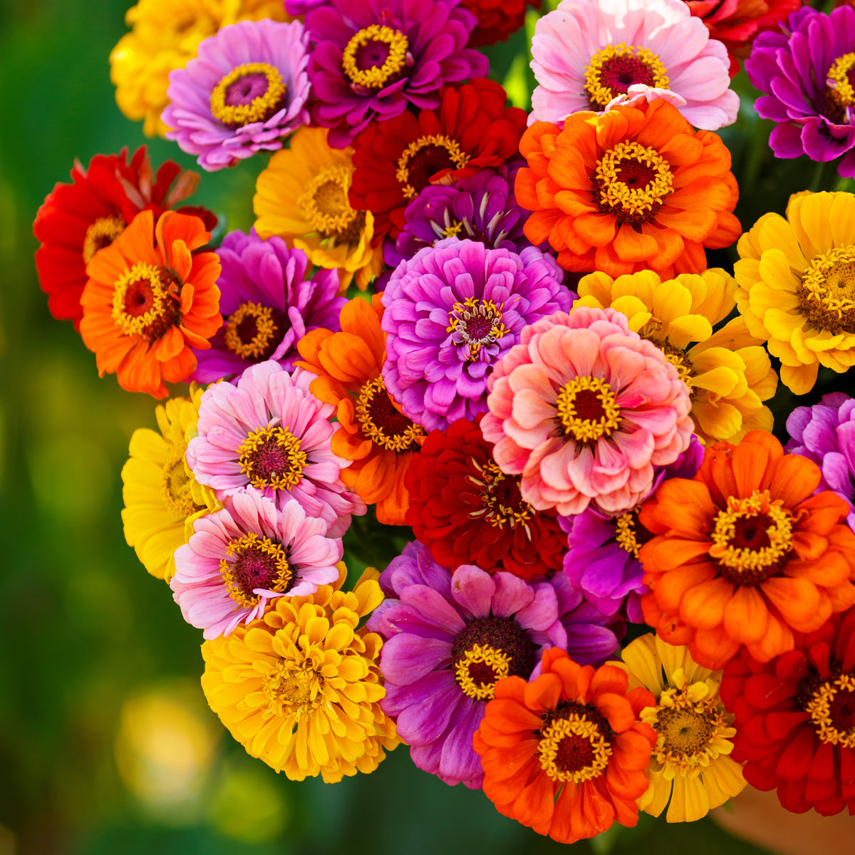 organic zinnia seeds